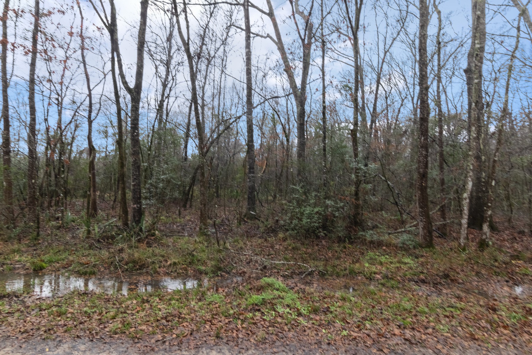 0 Wolfe Creek Road Shepherd, TX 77371 - Photo 2 of 6 a view of a forest with trees in the background