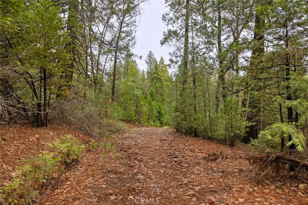0 Christina Drive Magalia, CA 95954 - Photo 11 of 18 a view of a forest with trees in the background