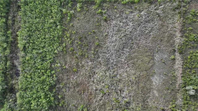 a close up of a tree