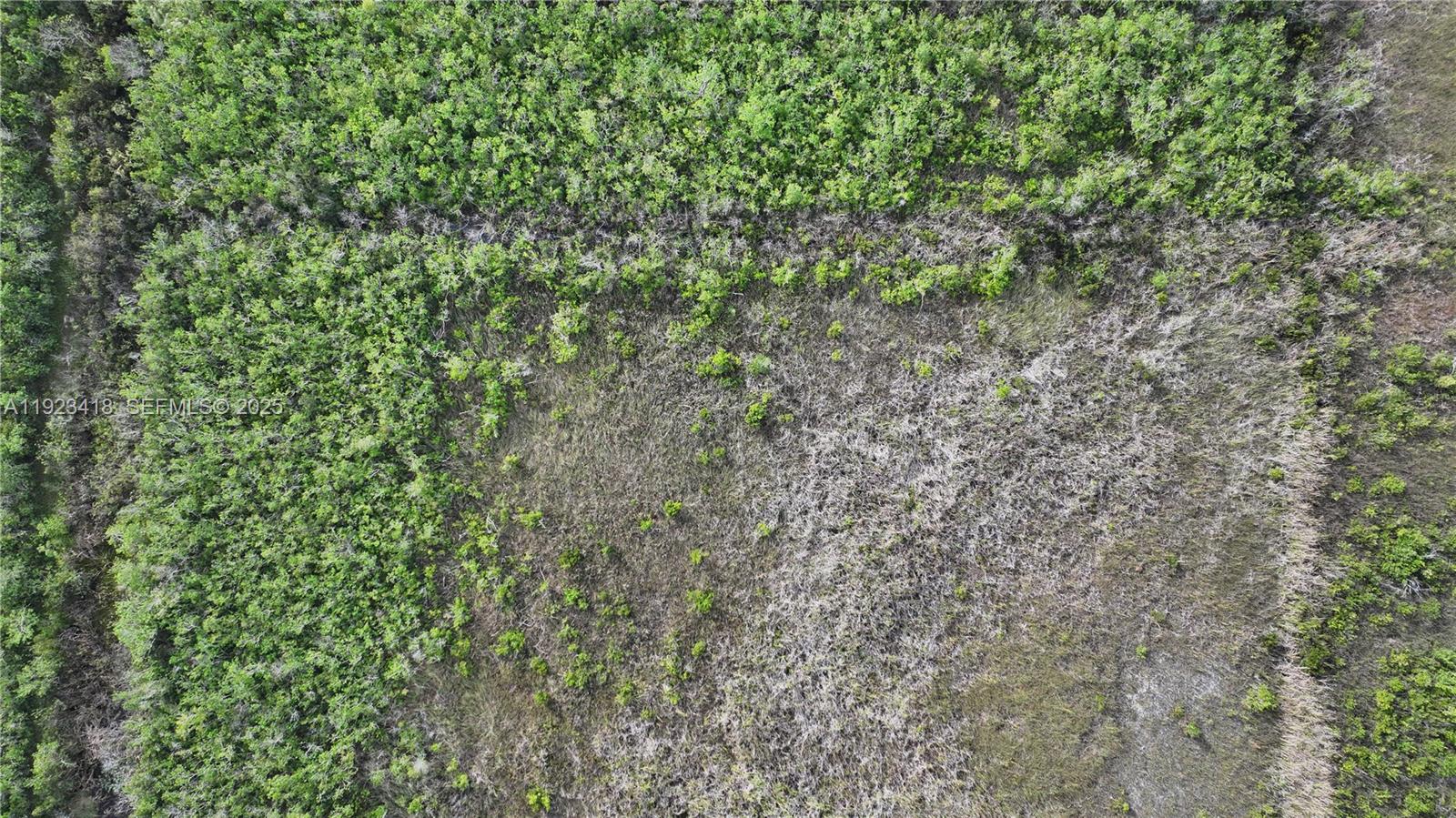 0 Southwest 382nd Street Homestead, FL 33034 - Photo 24 of 27 a close up of a plant