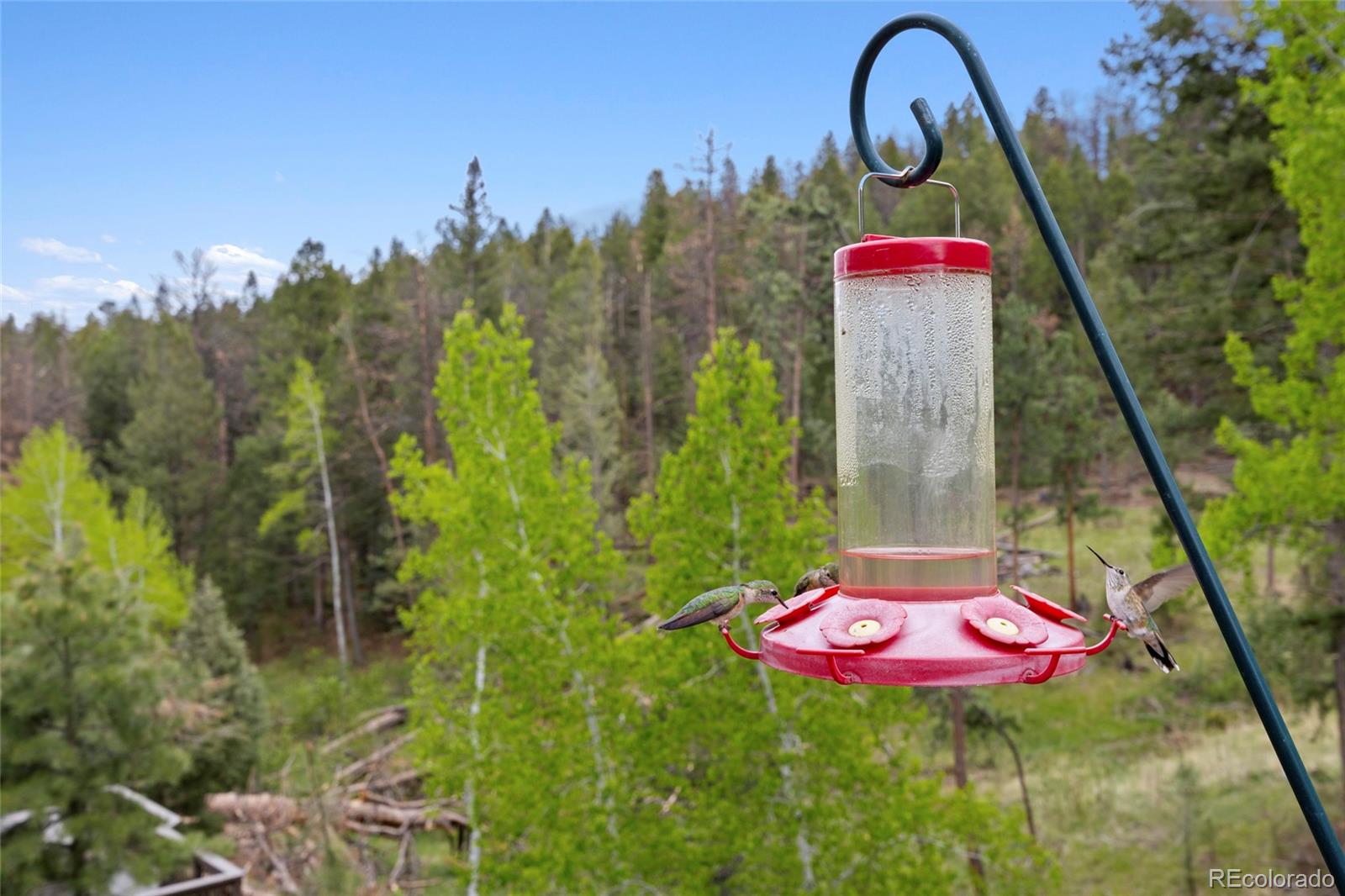 504 Broken Arrow Road Evergreen, CO 80439 - Photo 8 of 38