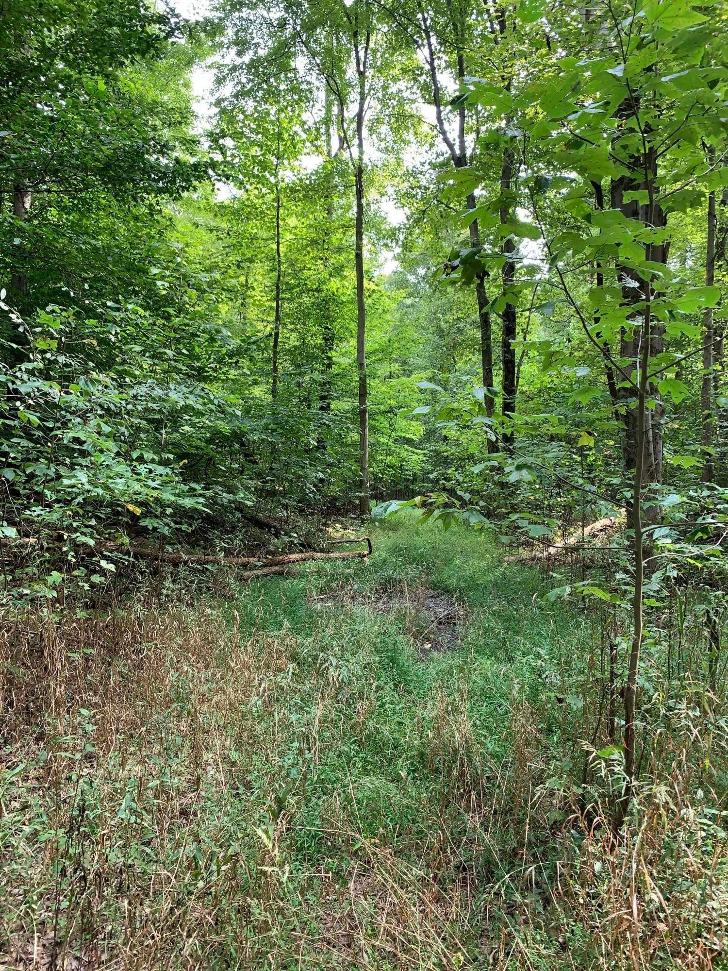 0 Cherry Run Road Northwest Strasburg, OH 44680 - Photo 8 of 35 20200916_193149753_iOS