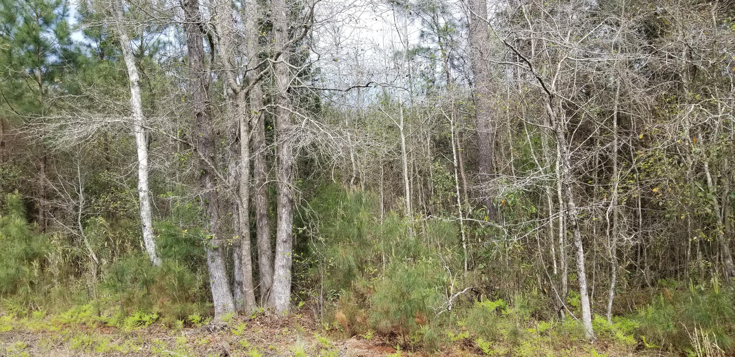 0 Randolph Drive Smoaks, SC 29481 - Photo 1 of 2