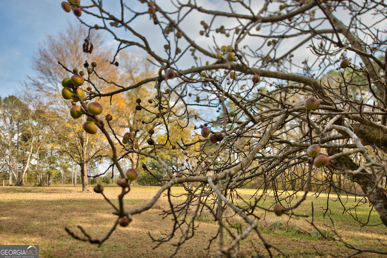 a view of a tree