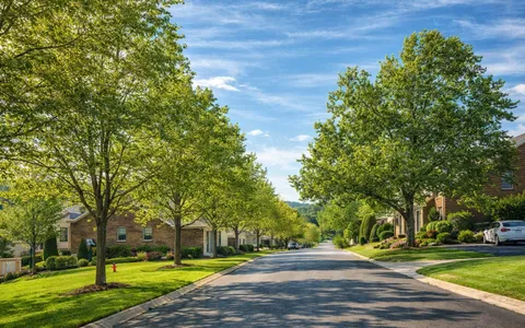 a view of a park with large trees