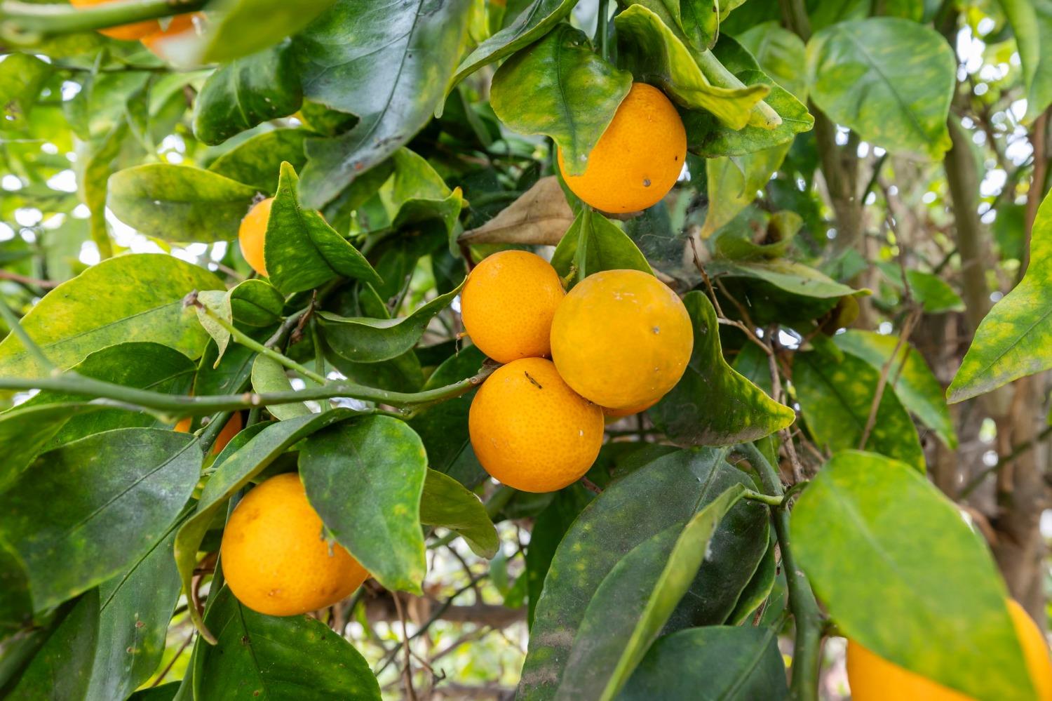 150 North Donna Street Oak View, CA 93022 - Photo 41 of 47 a view of a plant in a garden