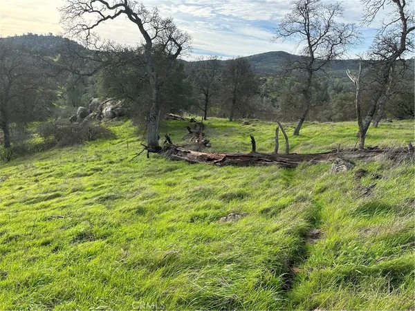 a view of yard with tree