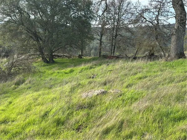 a view of a tree in a field