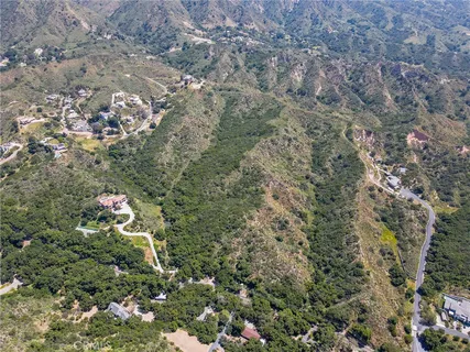 a view of a forest with a tree