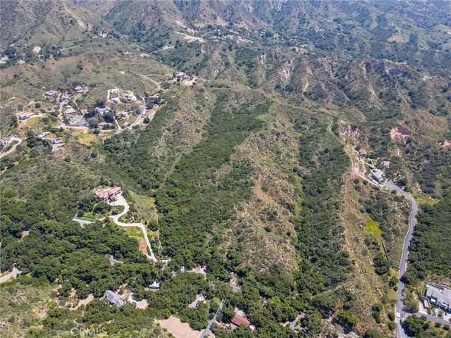 a view of a forest with a tree