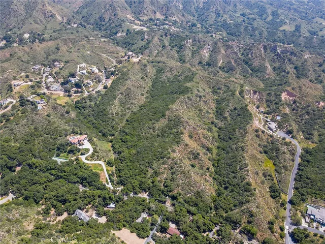 a view of a forest with a tree
