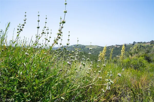 a view of a forest with a street