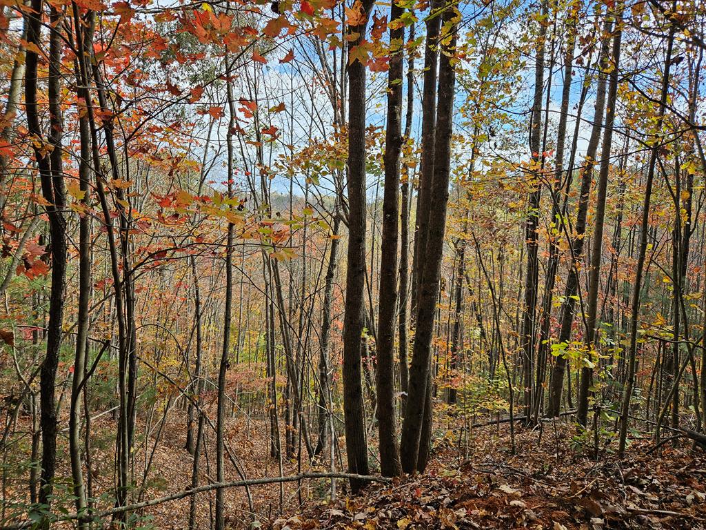 125 Ahart Ridge Road, Unit 381001 Cana, VA 24317 - Photo 27 of 59 Gallery Image 27