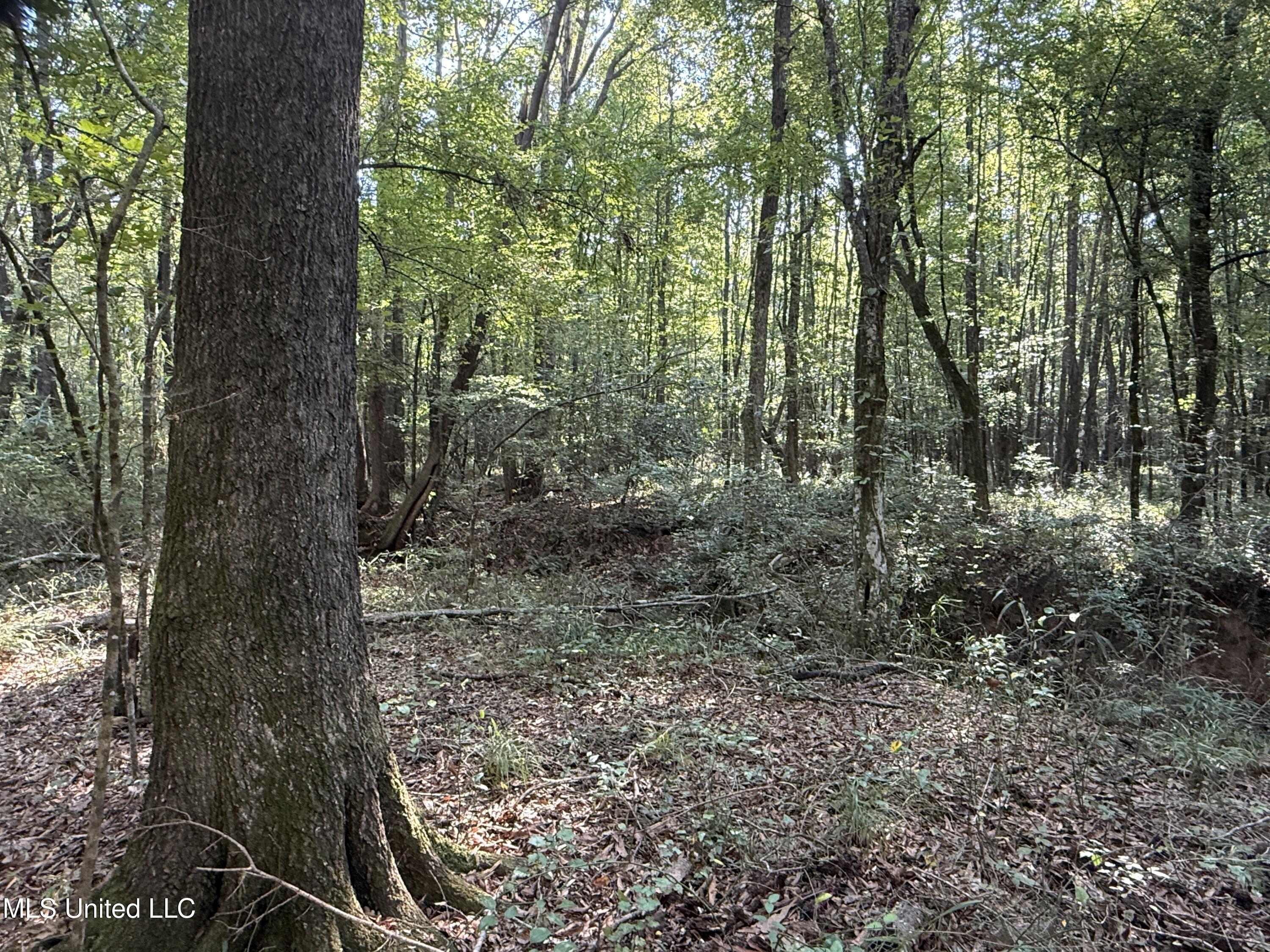 Race Track Road West, MS 39192 - Photo 3 of 47 3