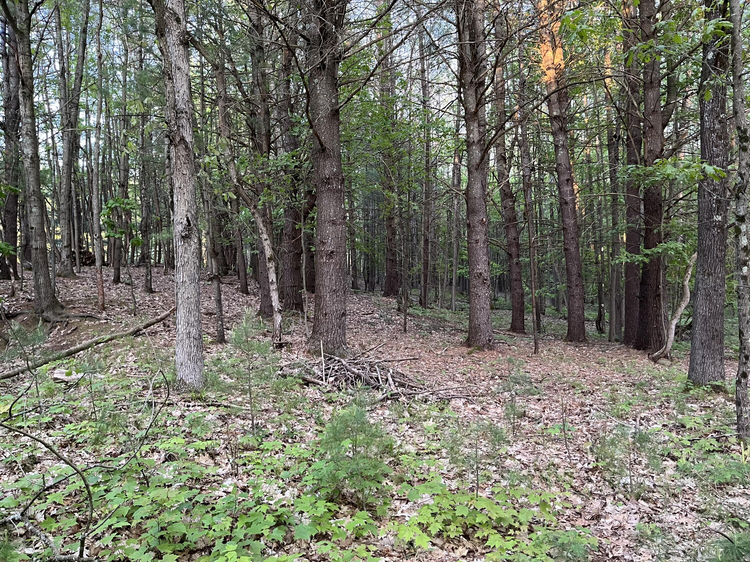 3601 Madison Road Manistee, MI 49660 - Photo 41 of 44 IMG_3456