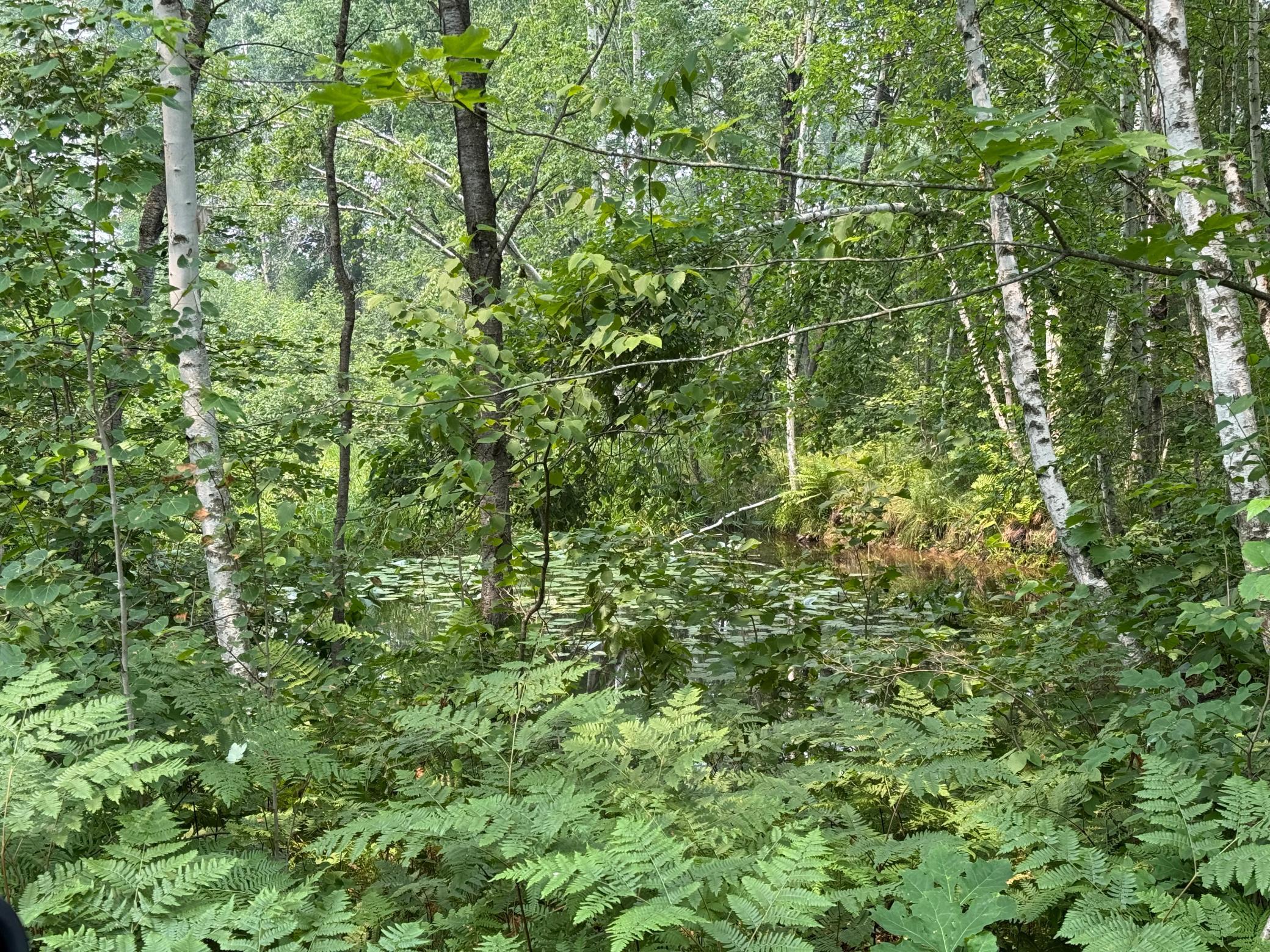 Tbd Bb Mann Road Spooner, WI 54801 - Photo 20 of 21