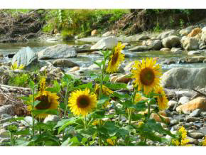 408 Dover Road Newfane, VT 05351 - Photo 15 of 17