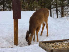 408 Dover Road Newfane, VT 05351 - Photo 17 of 17