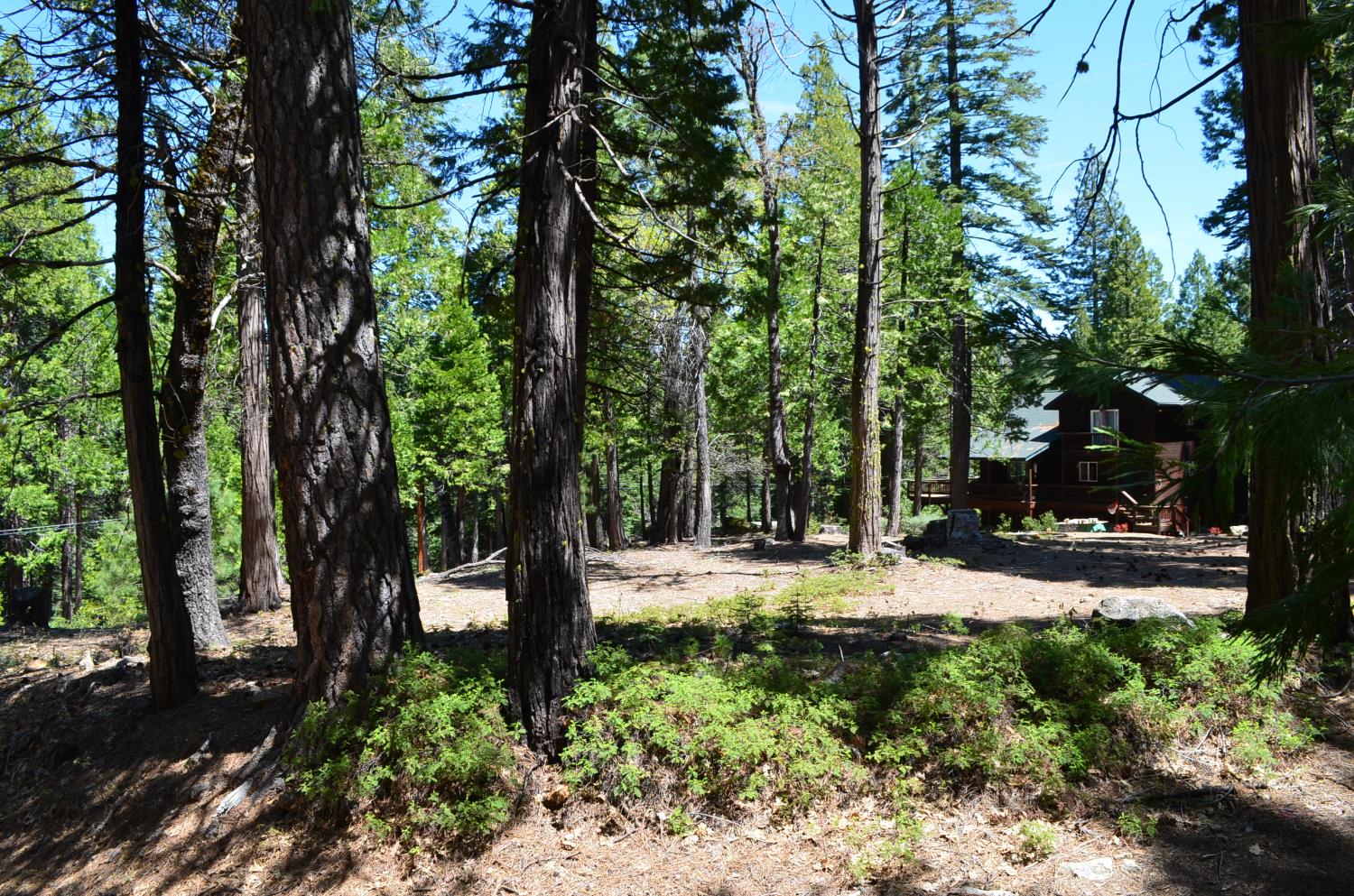 3112 Apache Road Arnold, CA 95223 - Photo 17 of 25 a view of a yard with plants and trees