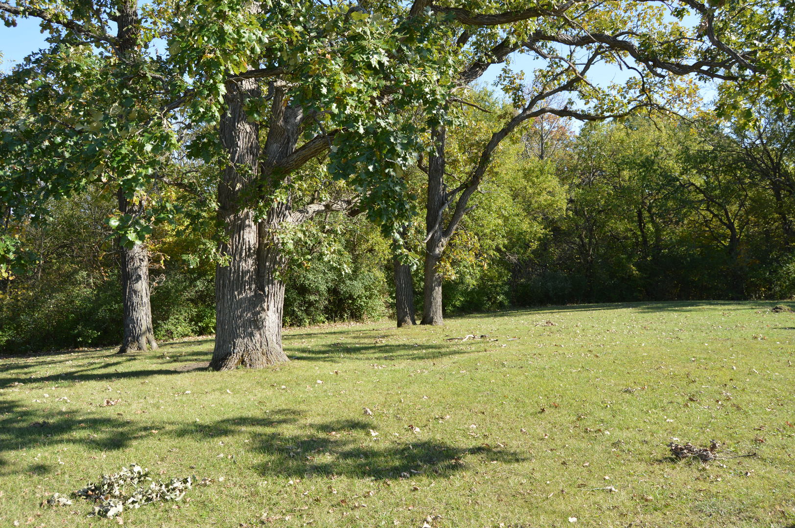 0 1969th Road Ottawa, IL 61350 - Photo 9 of 9 a view of a yard with a tree