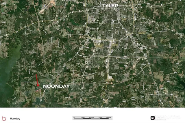 a black and white photo of a tree