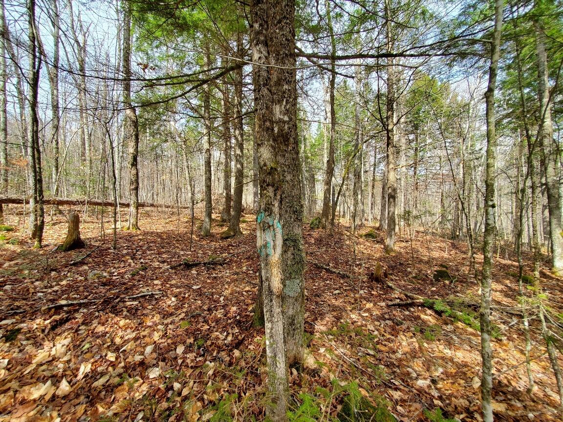 0 Sandy Beach Road Danforth, ME 04424 - Photo 12 of 27 a boundary line marker