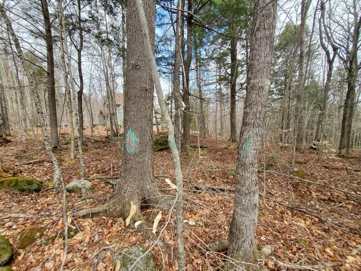 0 Sandy Beach Road Danforth, ME 04424 - Photo 13 of 27 back line