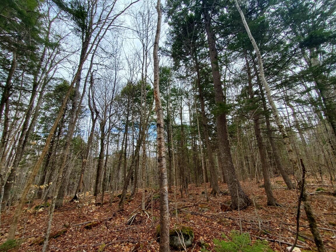 0 Sandy Beach Road Danforth, ME 04424 - Photo 18 of 27 interior