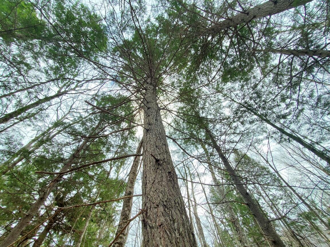 0 Sandy Beach Road Danforth, ME 04424 - Photo 19 of 27 interior