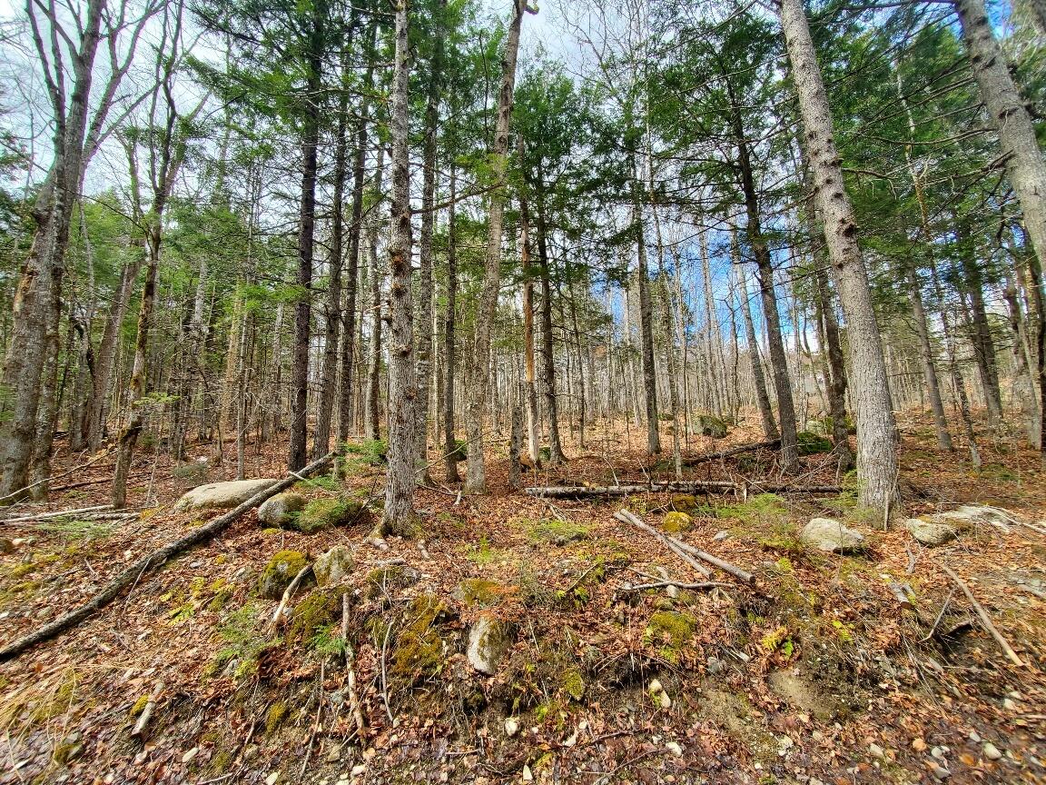 0 Sandy Beach Road Danforth, ME 04424 - Photo 2 of 27 looking into the lot from road