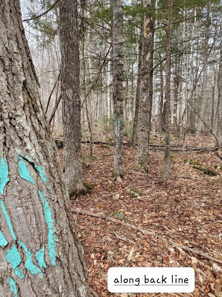 0 Sandy Beach Road Danforth, ME 04424 - Photo 21 of 27 one of the side boundary lines