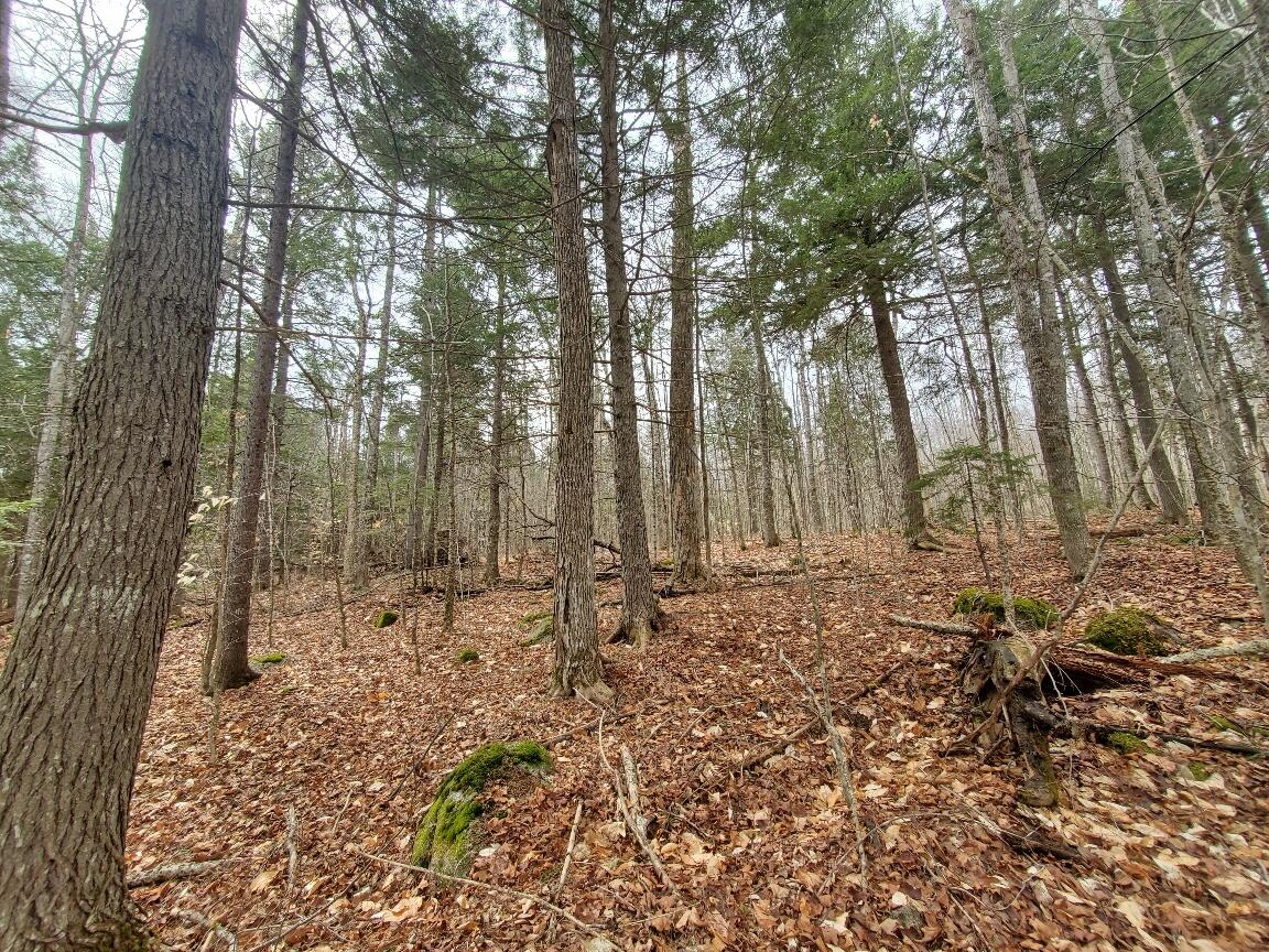 0 Sandy Beach Road Danforth, ME 04424 - Photo 22 of 27 looking up into the lot