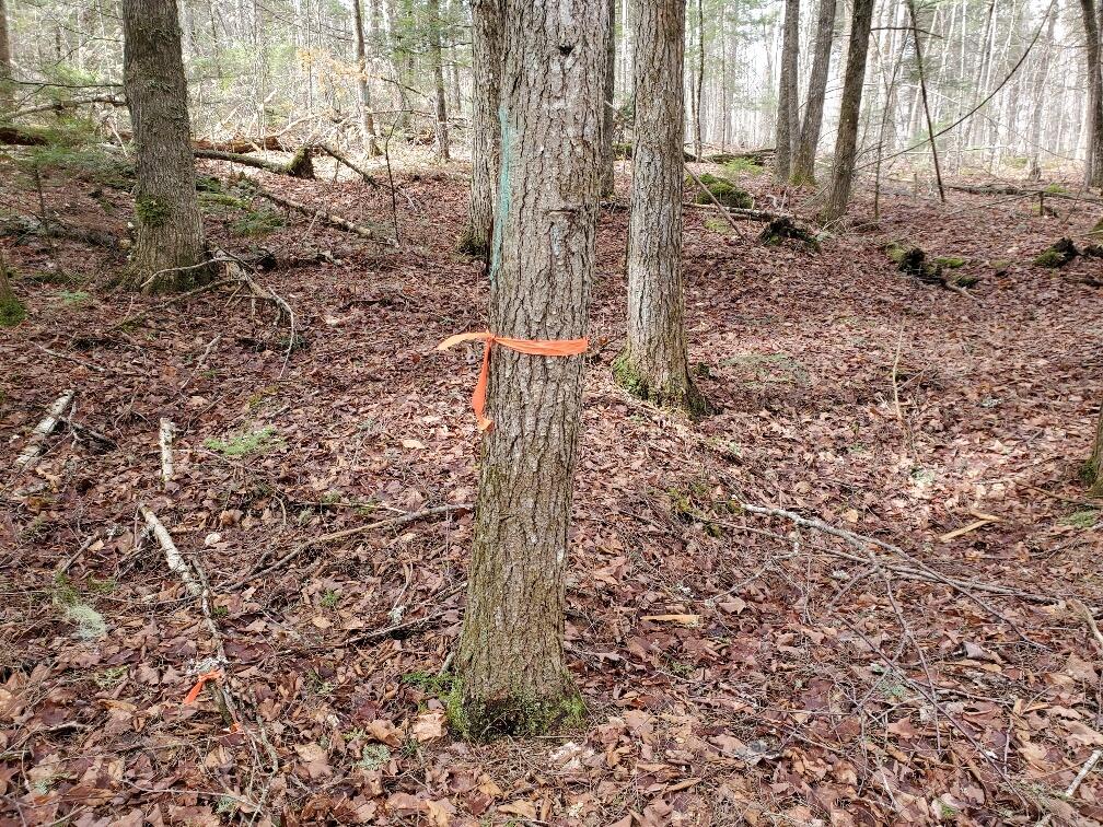 0 Sandy Beach Road Danforth, ME 04424 - Photo 6 of 27 side line