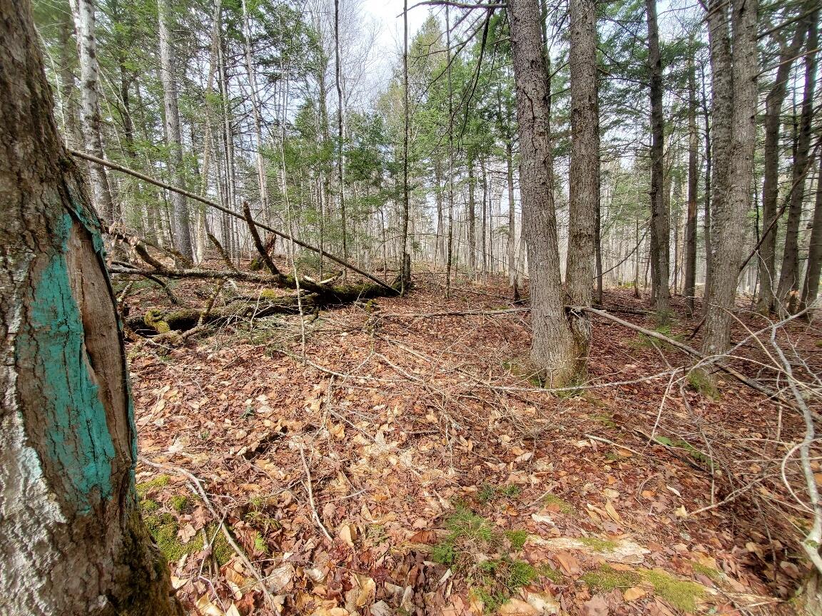 0 Sandy Beach Road Danforth, ME 04424 - Photo 8 of 27 side line