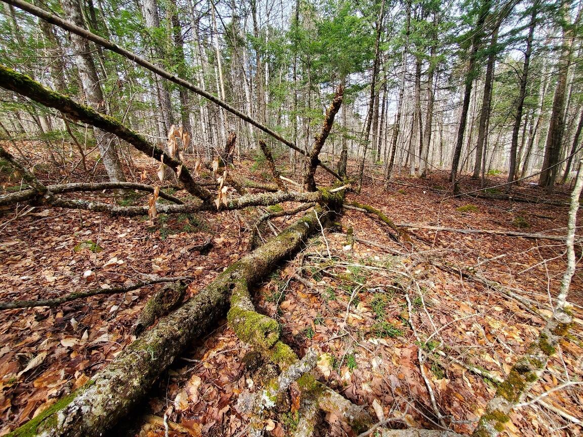 0 Sandy Beach Road Danforth, ME 04424 - Photo 9 of 27 interior