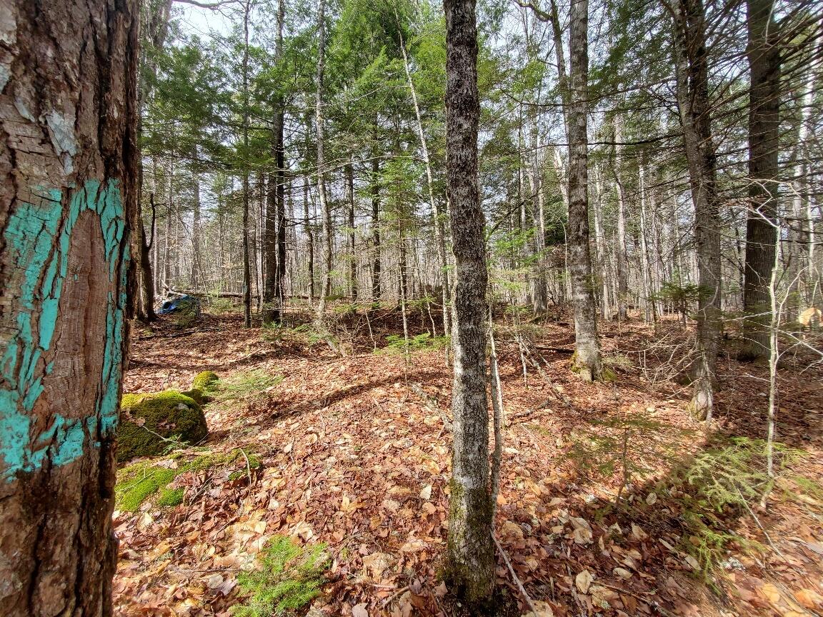 0 Sandy Beach Road Danforth, ME 04424 - Photo 10 of 27 side line