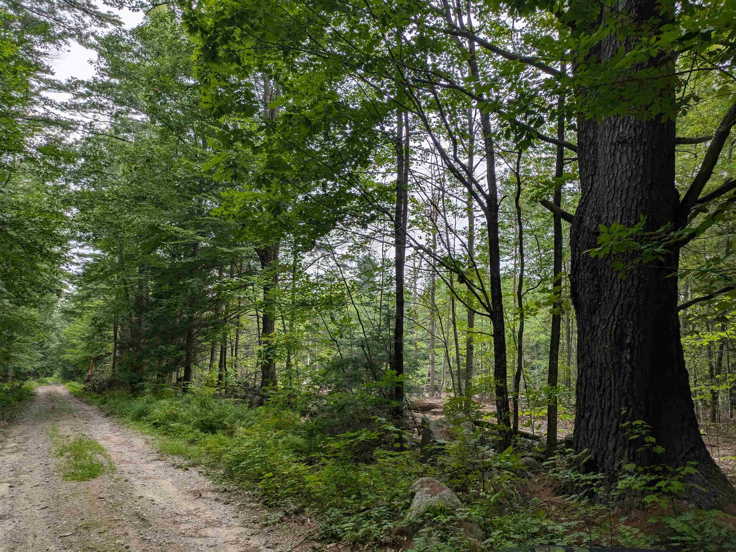 Lot Eaton Eaton Grange Road West Warner, NH 03278 - Photo 4 of 10