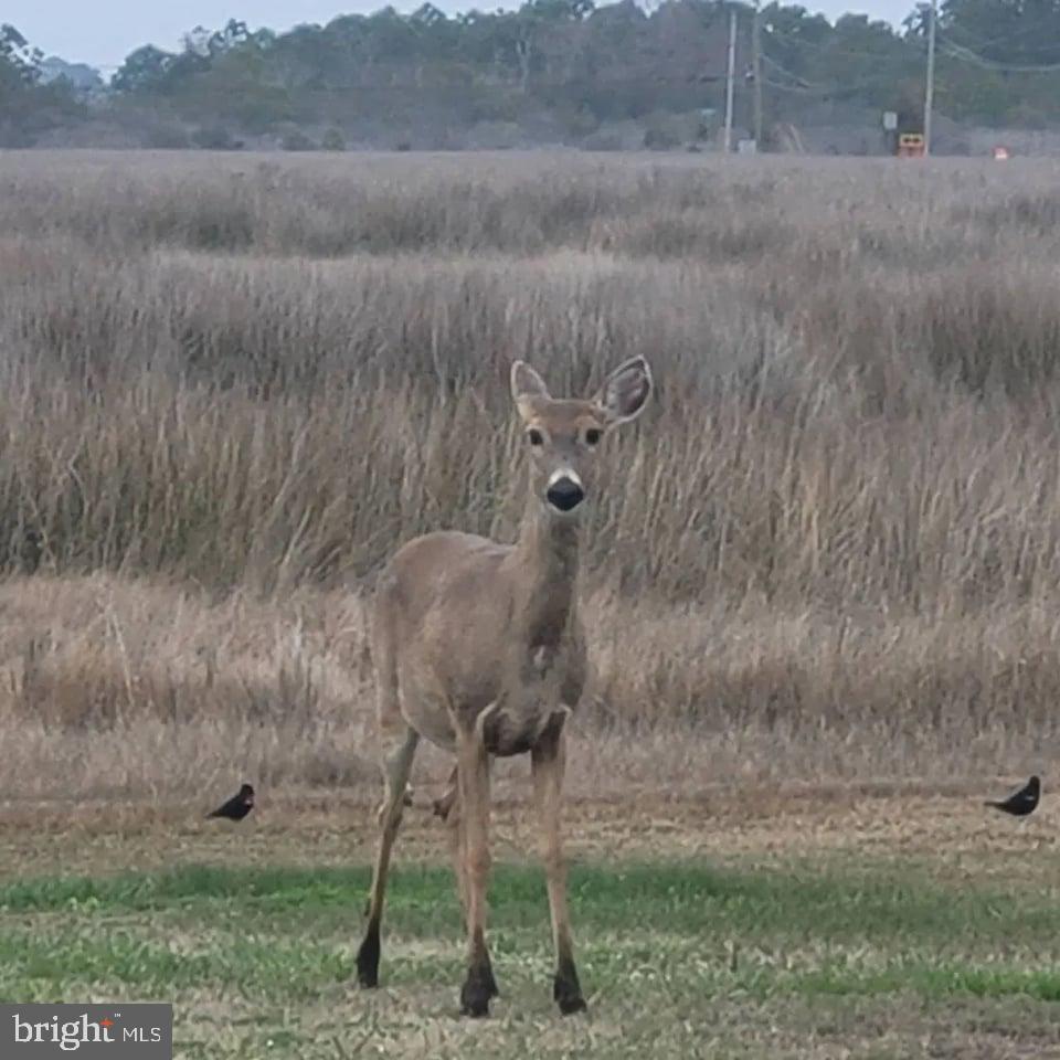 9338 Deal Island Road Deal Island, MD 21821 - Photo 57 of 58 Nearby wildlife
