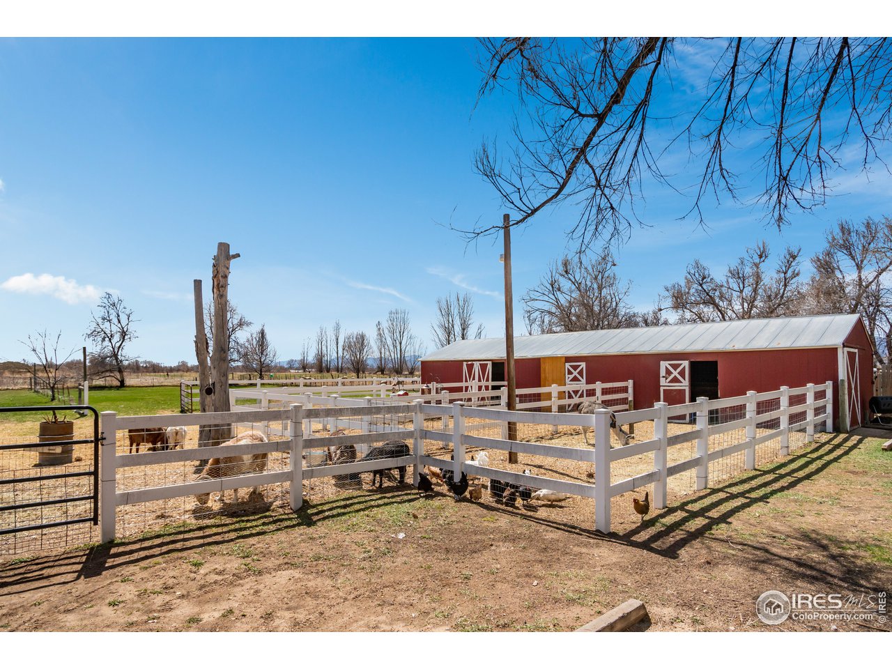 9322 Rogers Road Longmont, CO 80503 - Photo 29 of 40 Bring all of your animals!