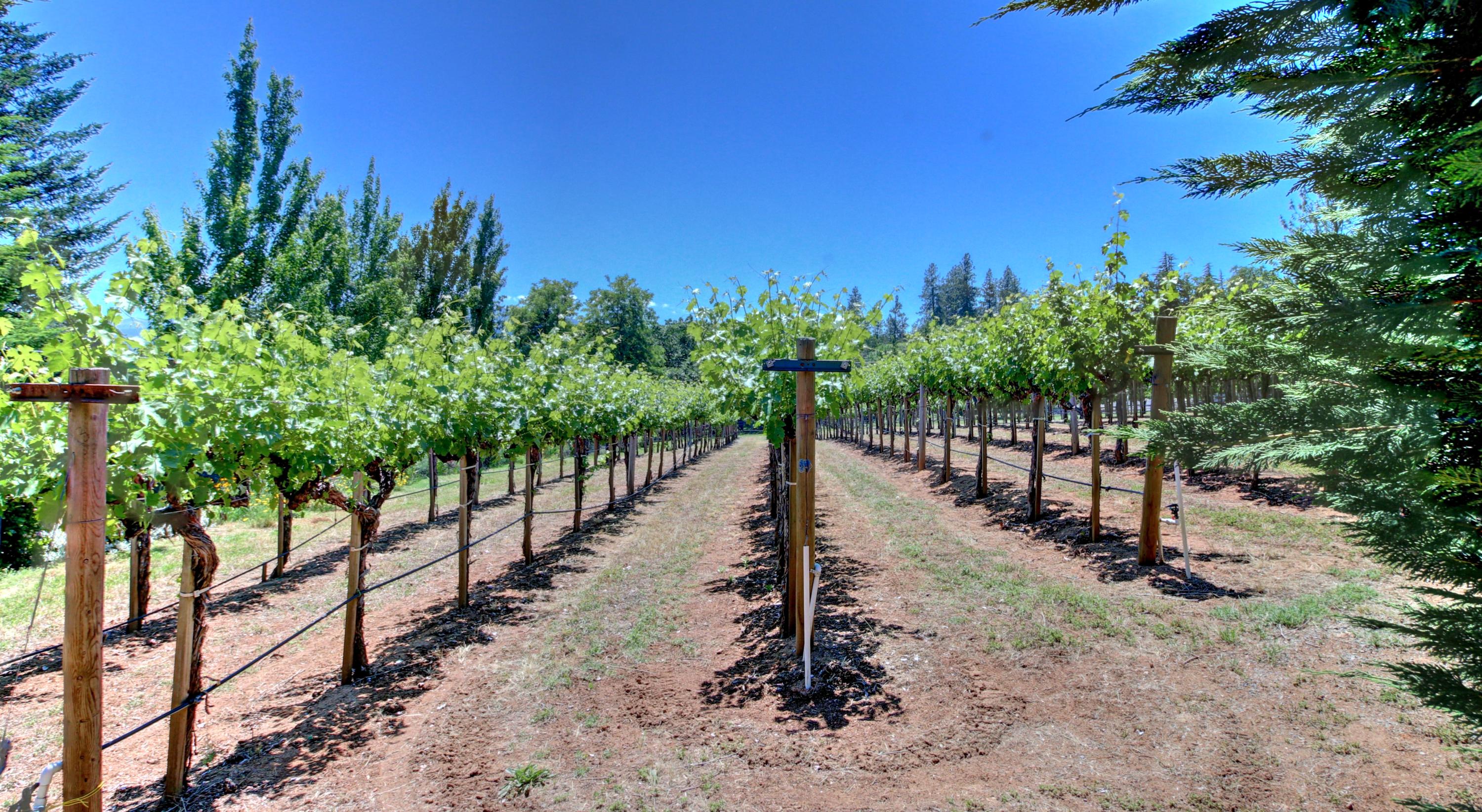 1930 Old Military Road Central Point, OR 97502 - Photo 41 of 63 Tempranillo grapes