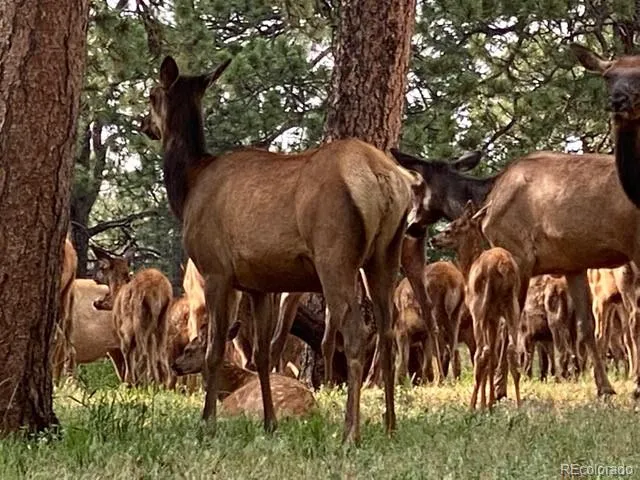 $1,375,000 | 21531 Main Avenue, Golden, CO 80401