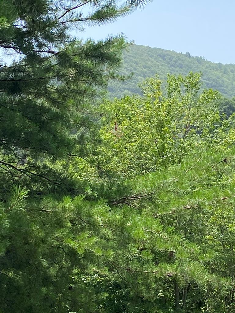 0 Pin Oak Ridge Murphy, NC 28906 - Photo 1 of 13 Main View
