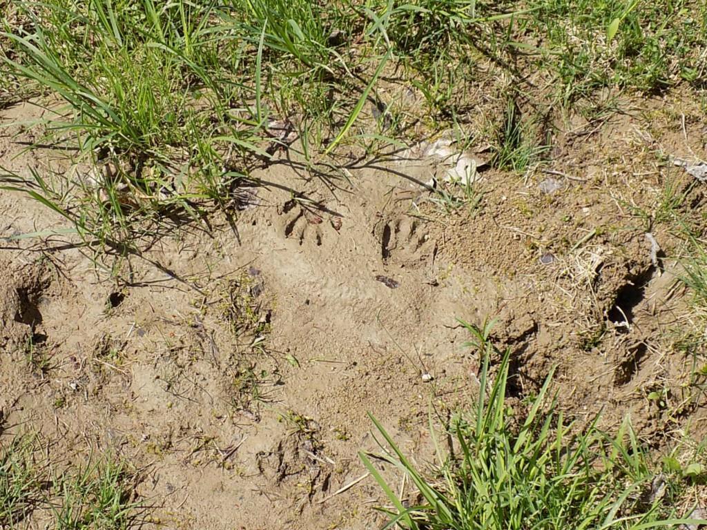 35 Hog Bay Road Franklin, ME 04634 - Photo 25 of 33 Some tracks from the local wild life...