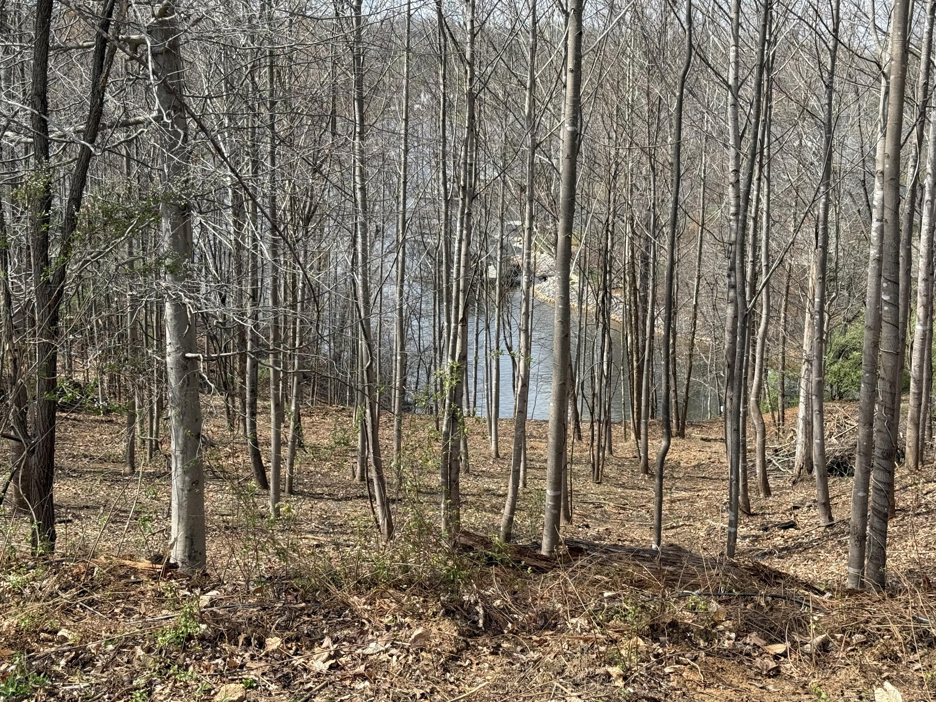 Lot 13 Minnow Lane Goodview, VA 24095 - Photo 9 of 12 a view of forest
