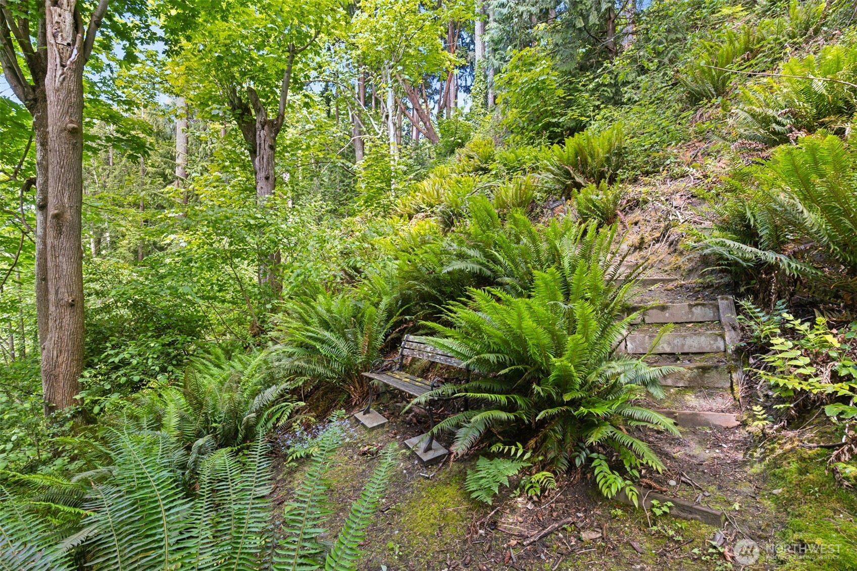 5019 East Mercer Way Mercer Island, WA 98040 - Photo 24 of 31 a plant with lots of trees