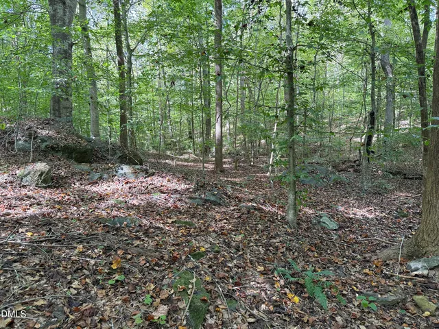 a view of a forest that has large trees