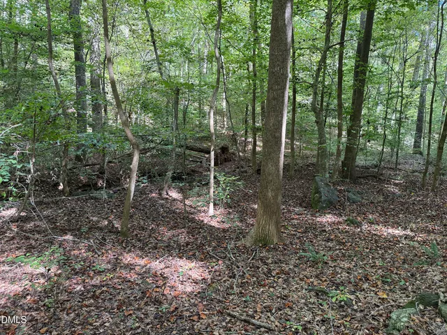 a view of a forest with trees