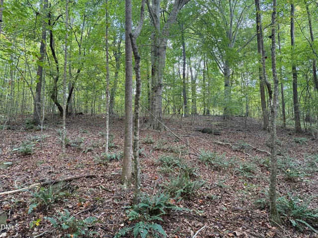 a view of a forest that has large trees