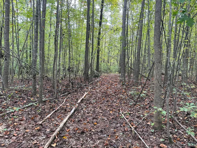 a view of a forest with lots of trees