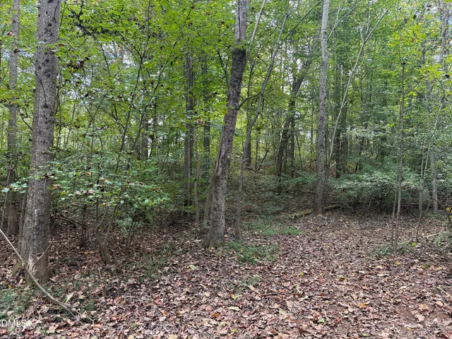 a view of a forest with trees